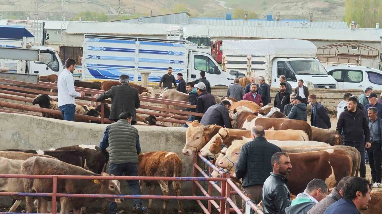Kurbanlıklar görücüye çıktı
