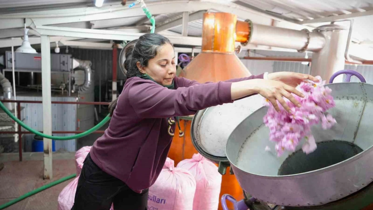 Küresel ısınma ve don gül üretimini vurdu, rekolte yarı yarıya düştü
