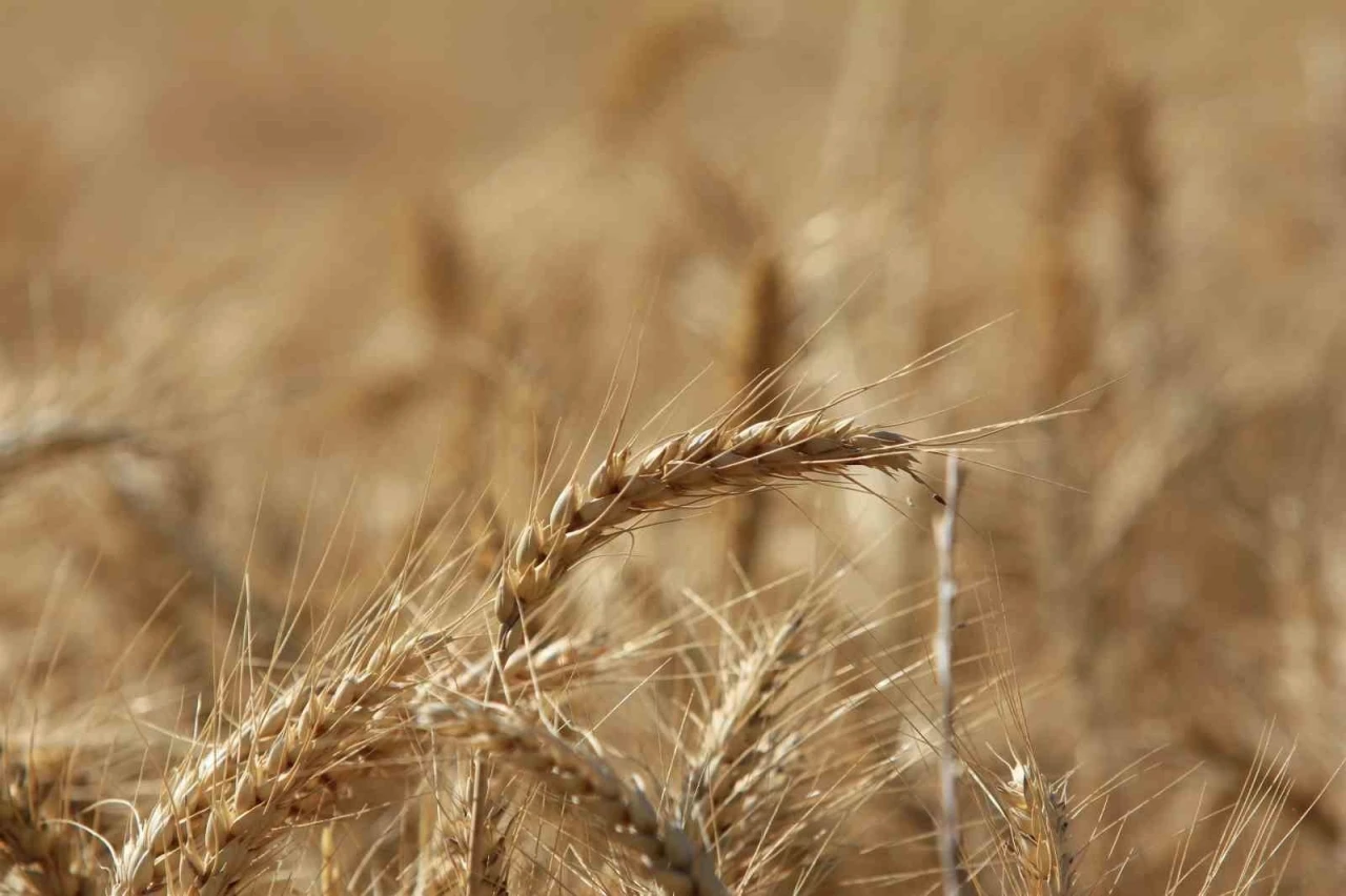 Küresel tahıl üretiminde 105 milyon tonluk rekor artış bekleniyor

