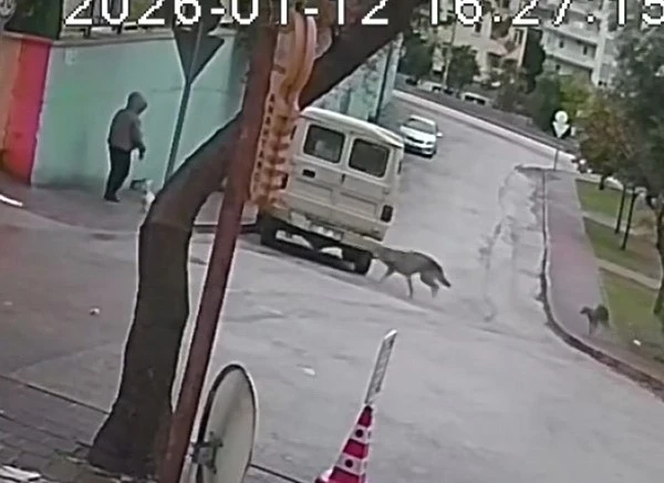 Kurt k&ouml;peklerinin saldırı anı kamerada: K&uuml;&ccedil;&uuml;k k&ouml;peği bulunan kadını yere d&uuml;ş&uuml;rd&uuml;ler
