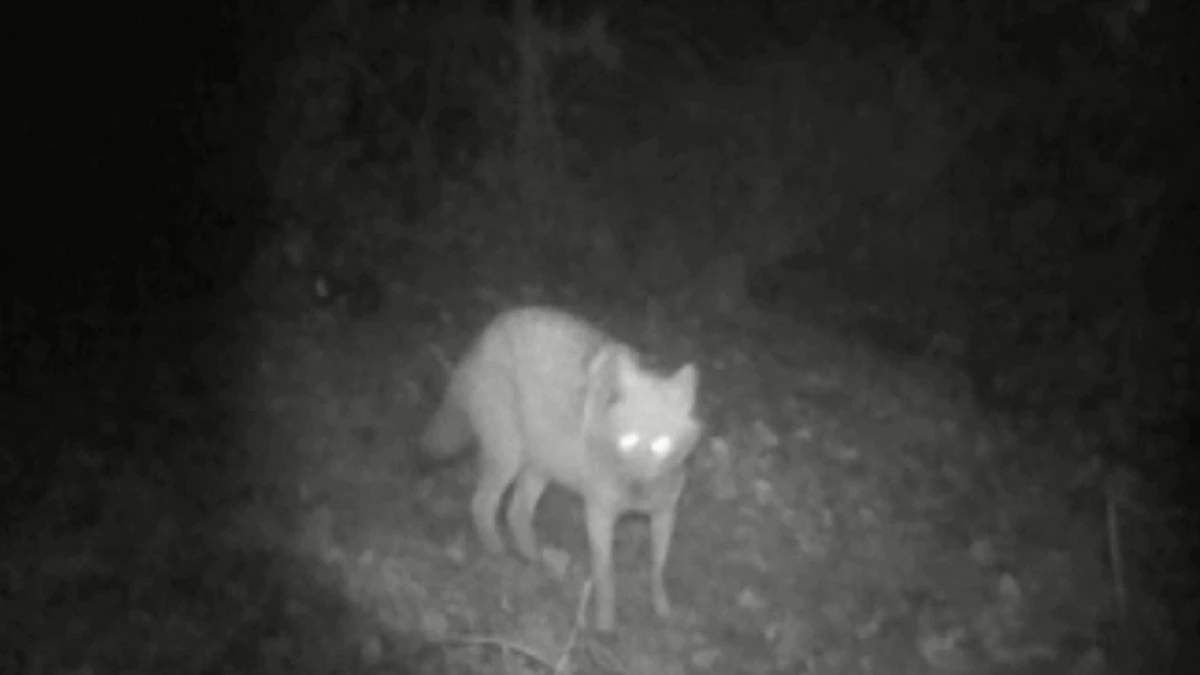 Kurt ve &ccedil;akal aynı fotokapanda
