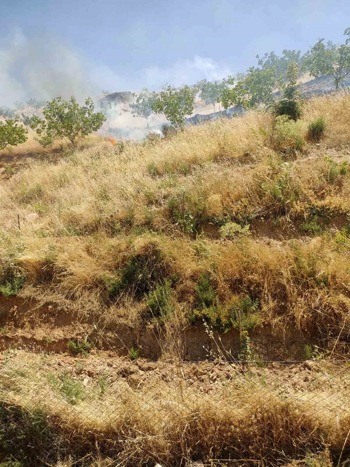 Kurtalan&rsquo;da fıstık bah&ccedil;esinde &ccedil;ıkan yangında 95 ağa&ccedil; k&uuml;l oldu

