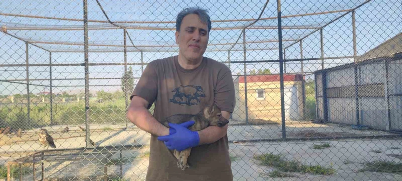 Kurtlar ve köpeklerin akrabalığı araştırılıyor
