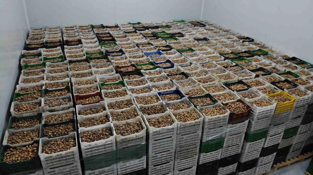 Kuru incir ihracatı yüzde 28 büyüdü
