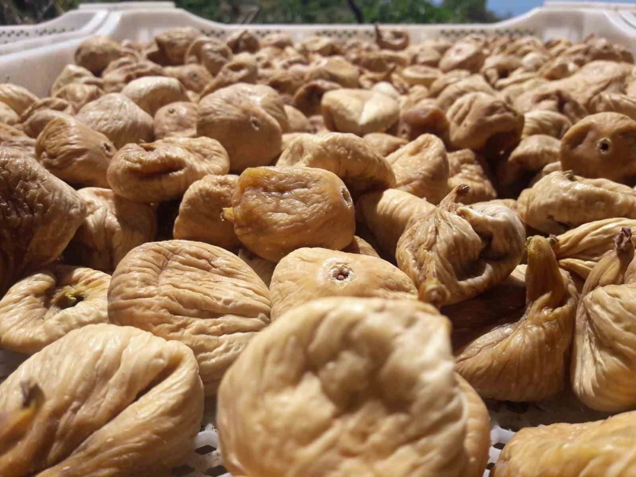 Kuru incir üretiminde aflatoksinle mücadele için üreticilere 19 bin kerevet dağıtıldı
