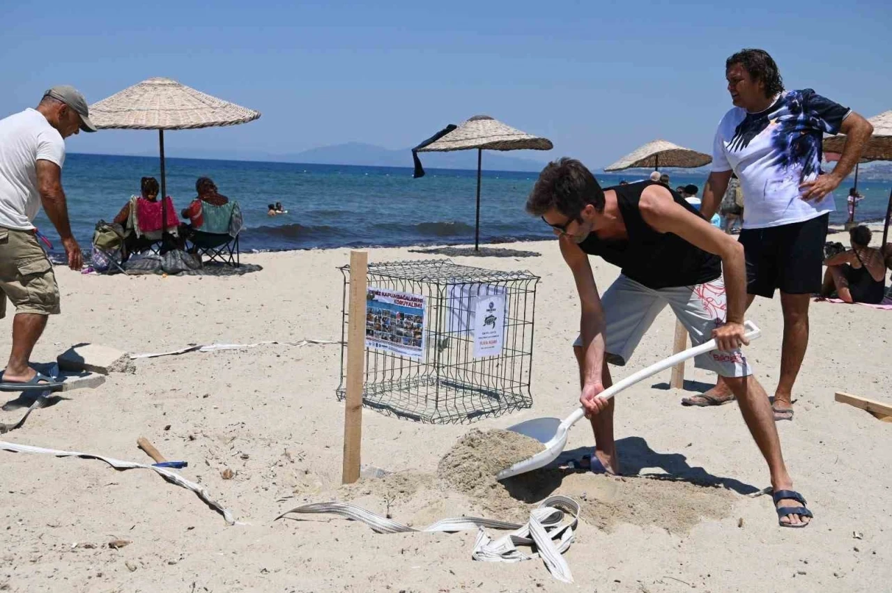 Kuşadası’nda caretta caretta yumurtaları zarar görmemesi için taşındı
