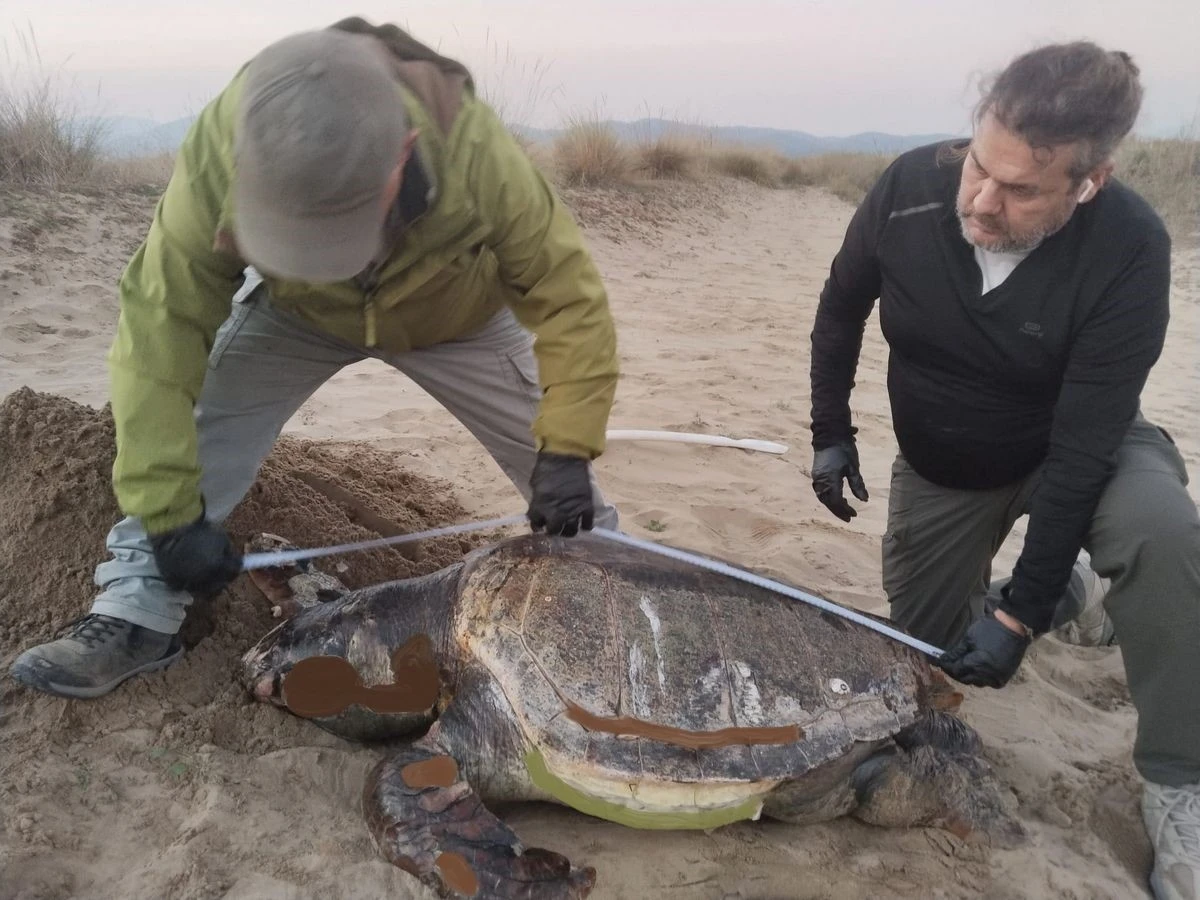 Kuşadası&rsquo;nda son bir haftada 3 deniz kaplumbağası &ouml;l&uuml; bulundu
