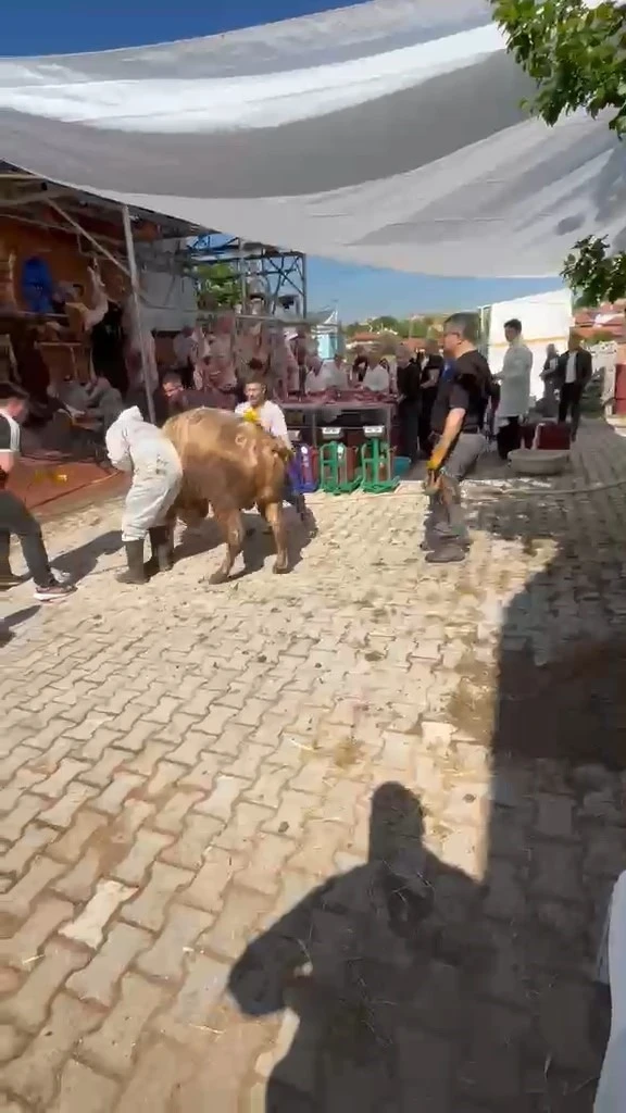 K&uuml;tahya&rsquo;da ka&ccedil;maya &ccedil;alışan kurbanlık kesim g&ouml;revlisini savurdu
