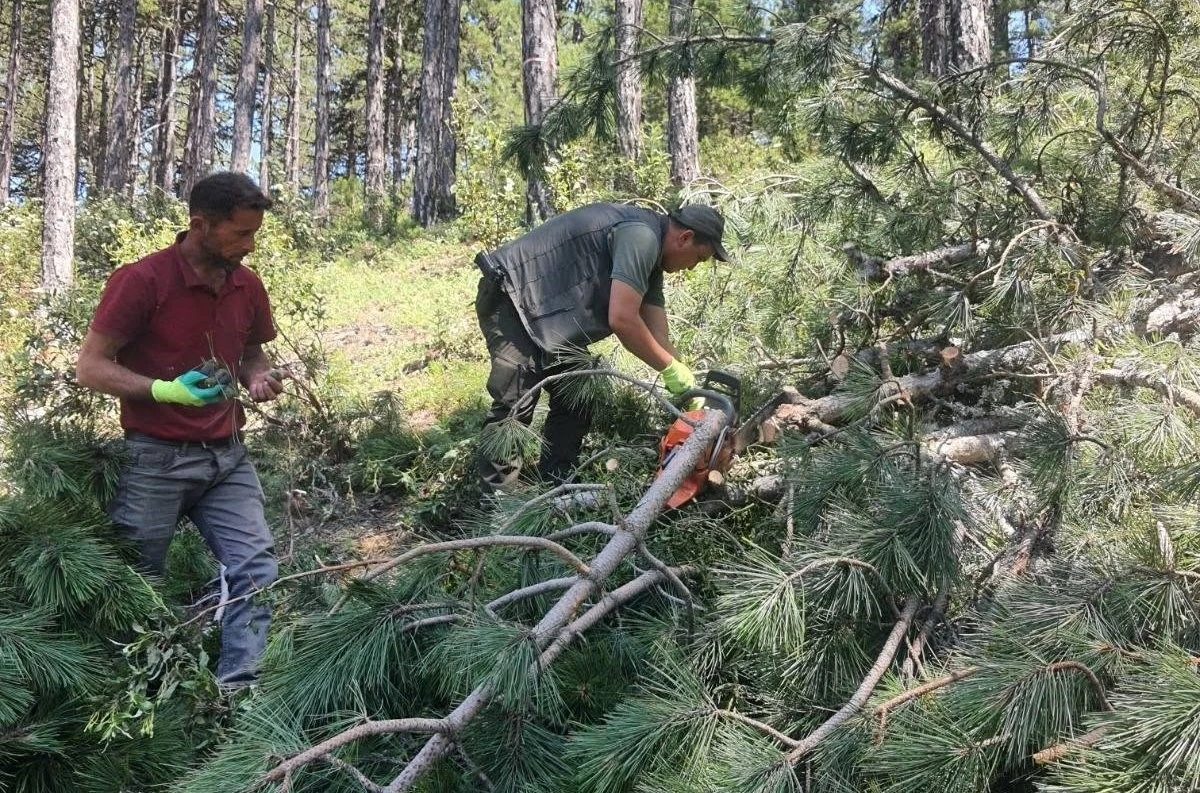K&uuml;tahya&rsquo;da kara&ccedil;am ormanları i&ccedil;in "Bol Tohum Yılı" m&uuml;jdesi
