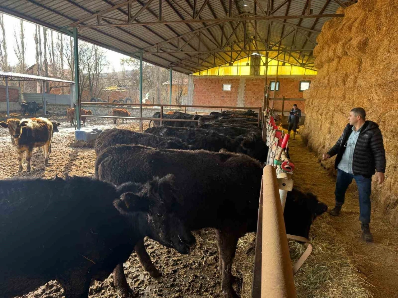 K&uuml;tahya&rsquo;da teslim edilen b&uuml;y&uuml;kbaş hayvanların kontrol ve muayeneleri yapıldı
