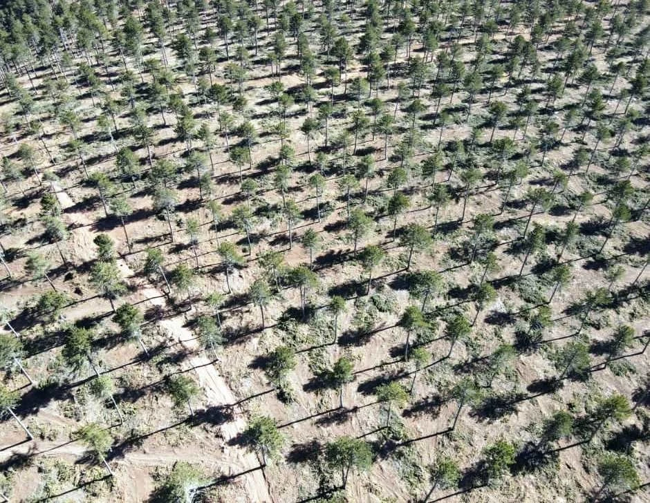 Kütahya ormanlarında gençleştirme çalışmaları