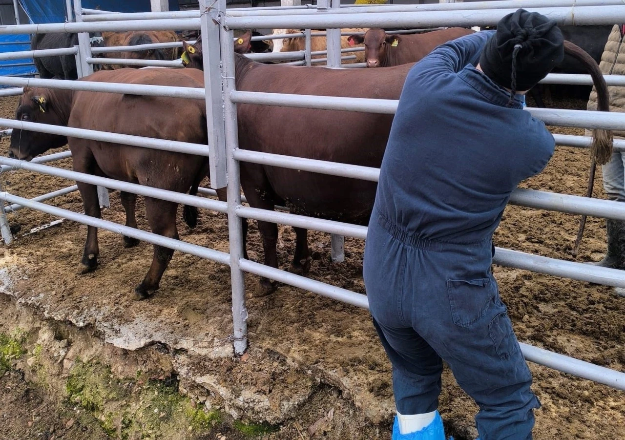 K&uuml;tahya&rsquo;ya Brezilya&rsquo;dan gelen ithal gebe d&uuml;veler sağlık kontrol&uuml;nden ge&ccedil;irildi
