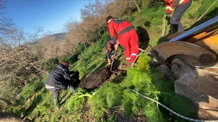 Kuyuya d&uuml;şen buzağı kurtarıldı
