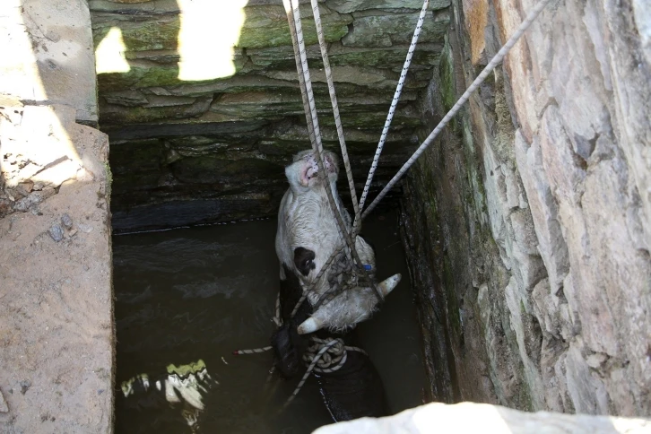 Kuyuya d&uuml;şen ineği itfaiye ekipleri kurtardı
