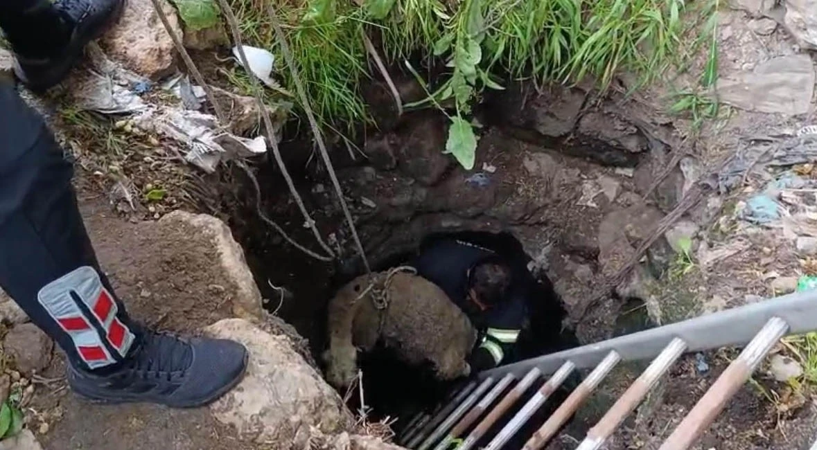 Kuyuya düşen koyun itfaiye ekipleri tarafından kurtarıldı
