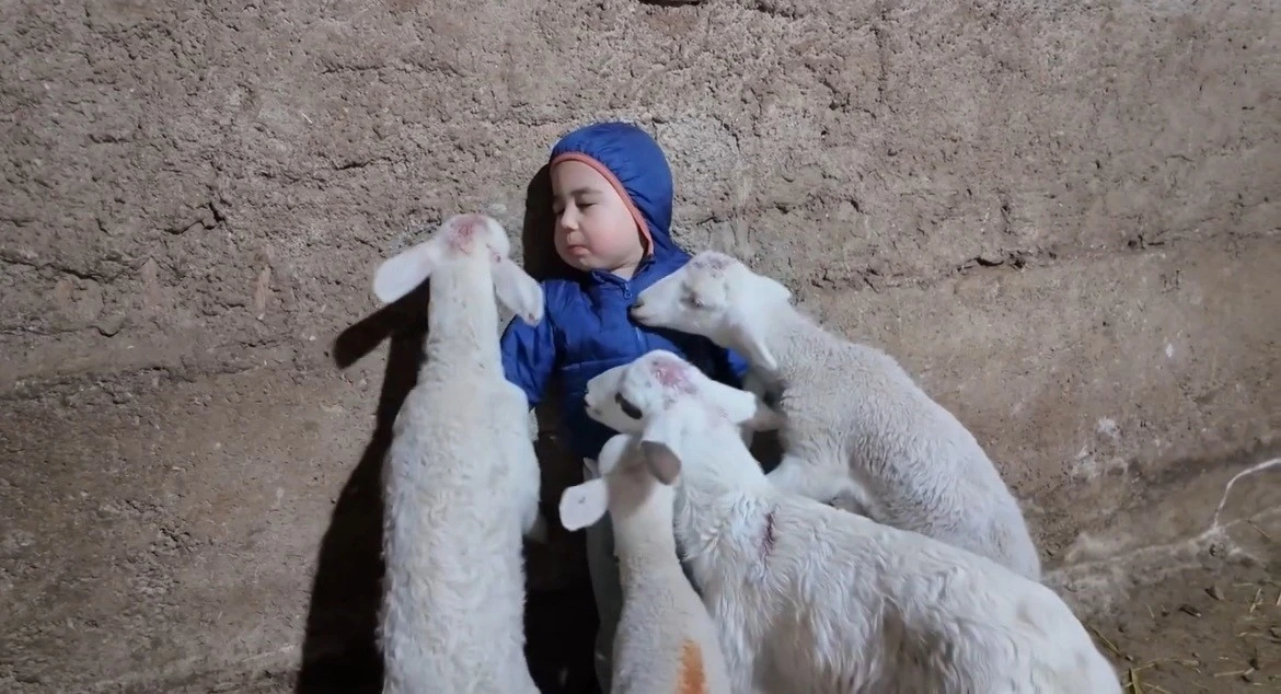 Kuzuların arasında kalan minik Yusuf’un tatlı halleri gülümsetti
