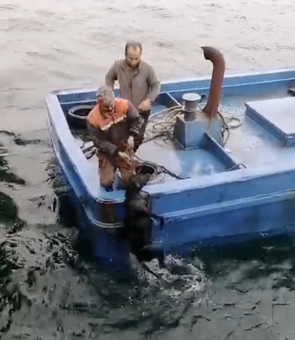 Lapseki’de iskelede denize düşerek sürüklenen köpeğin yardımına balıkçılar yetişti
