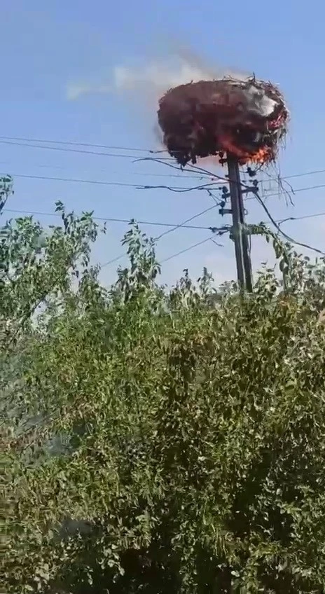 Leylek yuvası cayır cayır yandı
