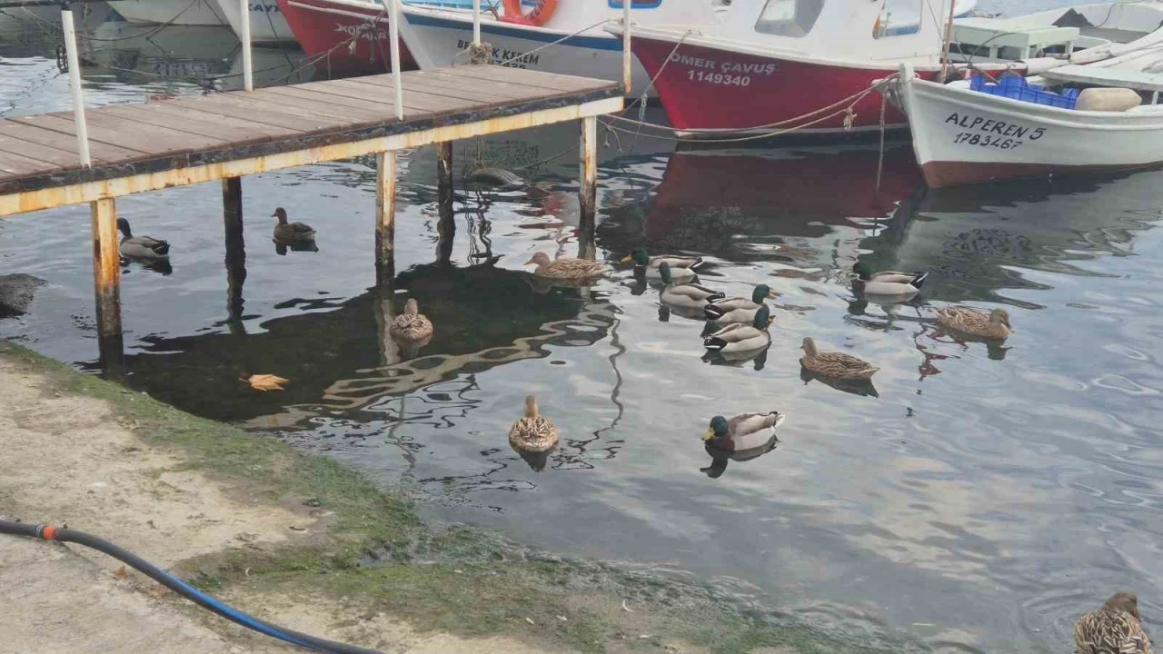 Limanın maskotu &ouml;rdekler
