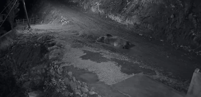 Mahalleliyi canından bezdiren ayının evinin önünde yattığını görünce kamyoneti ile peşine düştü
