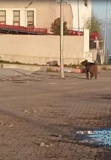 Mahalleye inen bozayı çöpte yiyecek aradı

