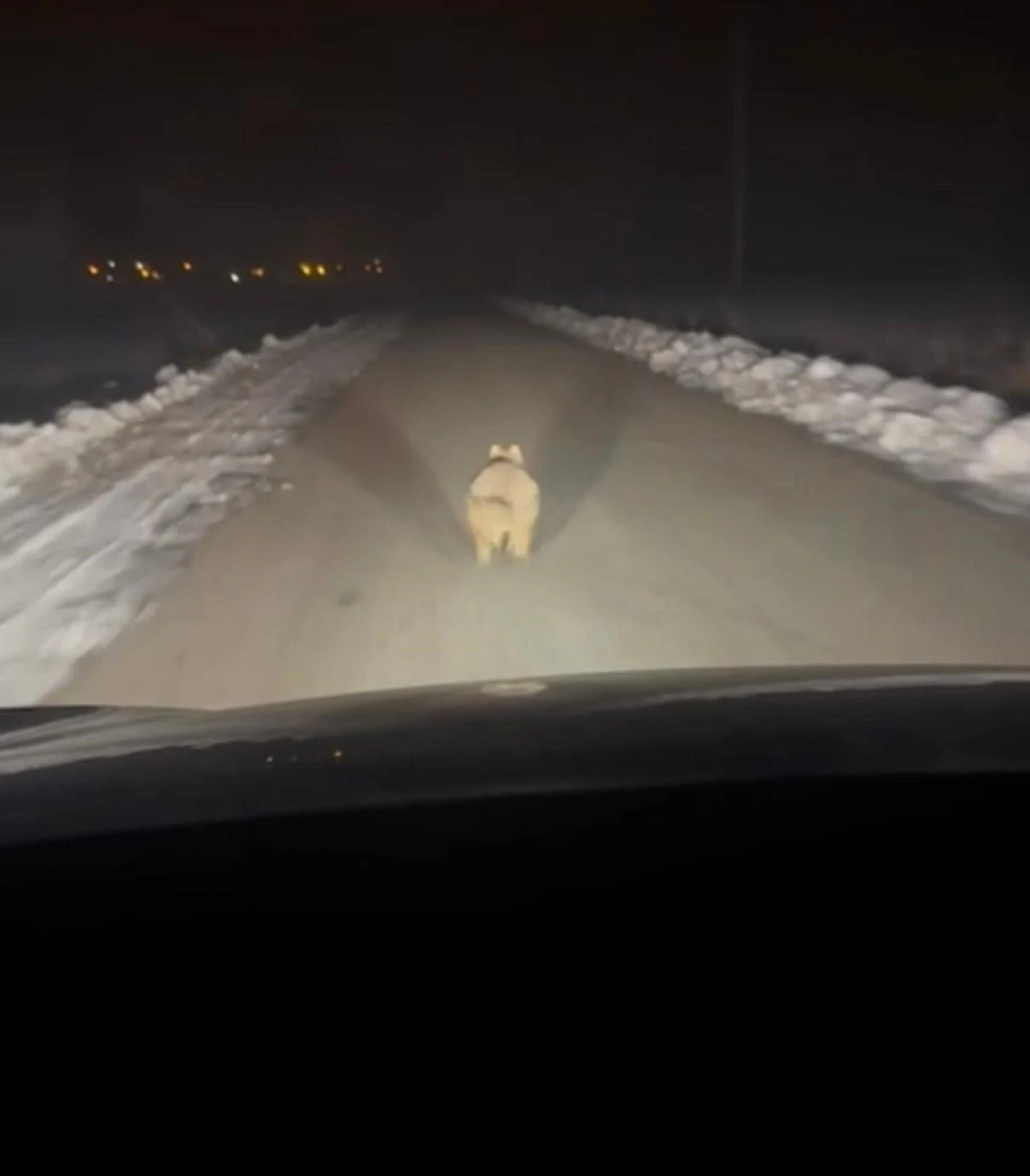 Mahalleye inen kurt, ara&ccedil; &ouml;n&uuml;nde kilometrelerce ilerledi
