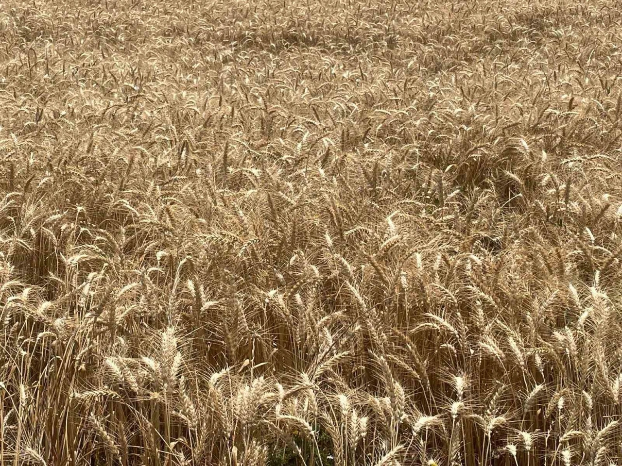 Makarnalık buğdayın tonu 2 bin 760 lira arttı
