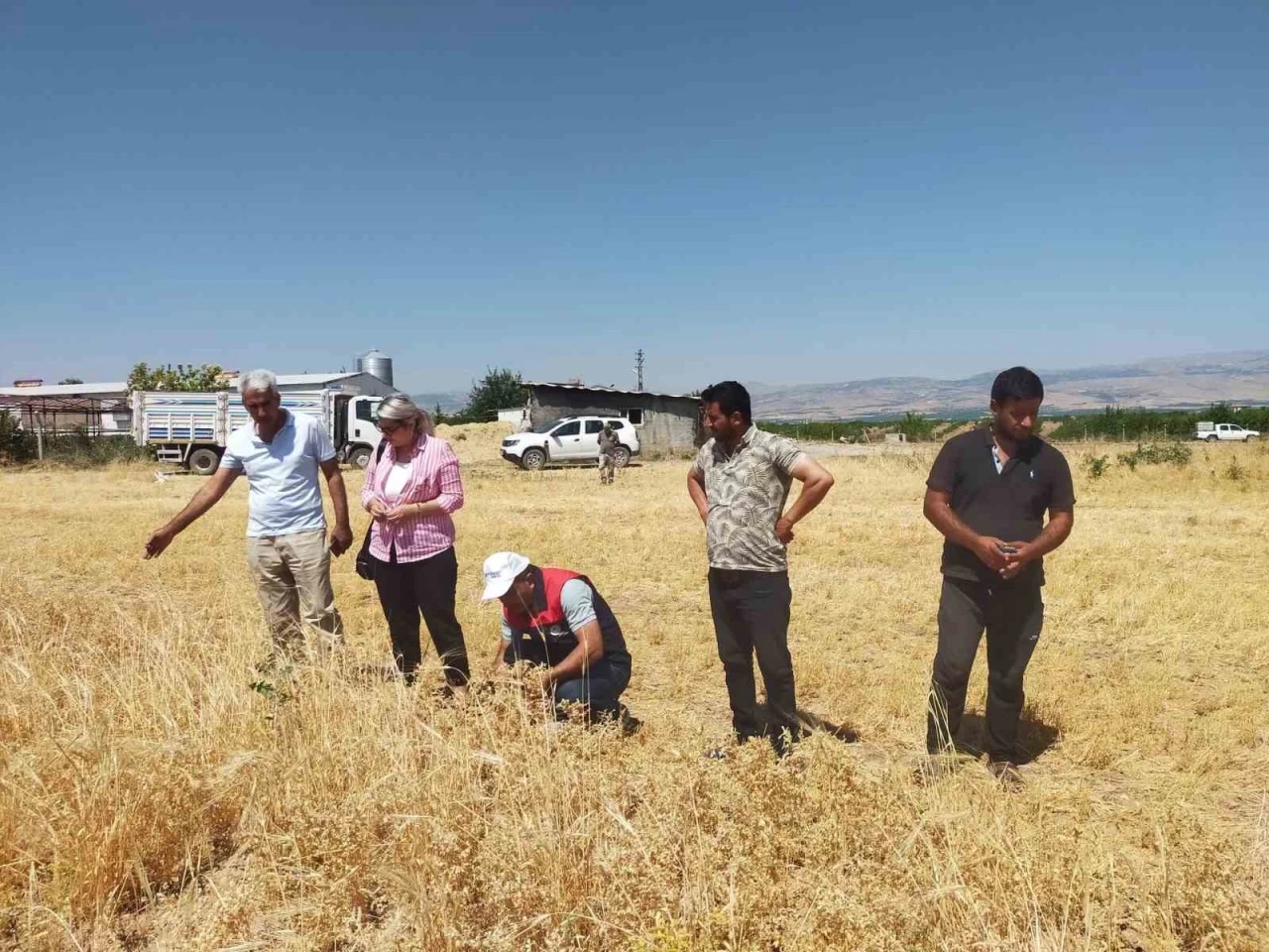 Malatya&rsquo;da 500 ton nohut rekoltesi bekleniyor
