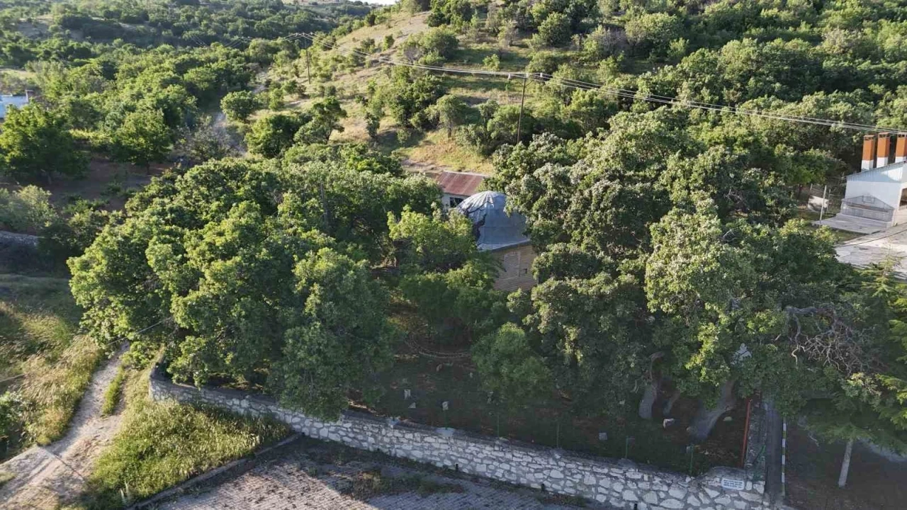 Malatya’da 800 yıllık &quot;Menengiç ağacı&quot; zamana direniyor

