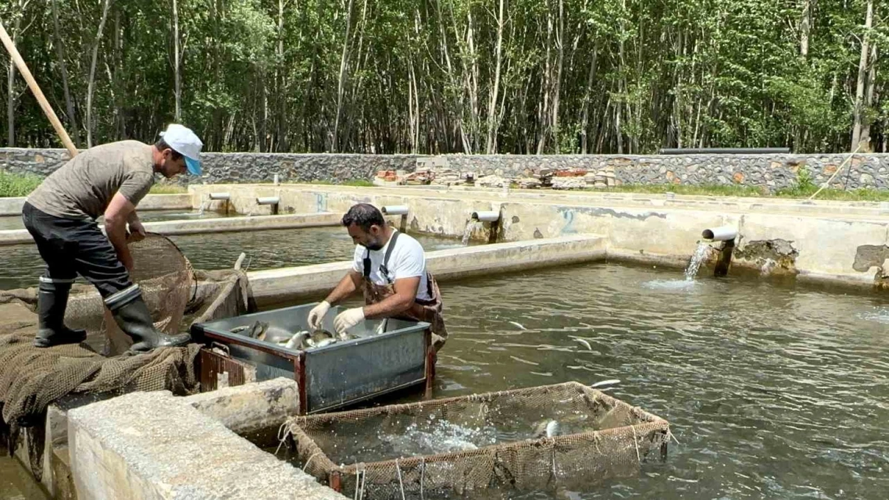 Malatya’da alabalık üretimi katlanarak arttı
