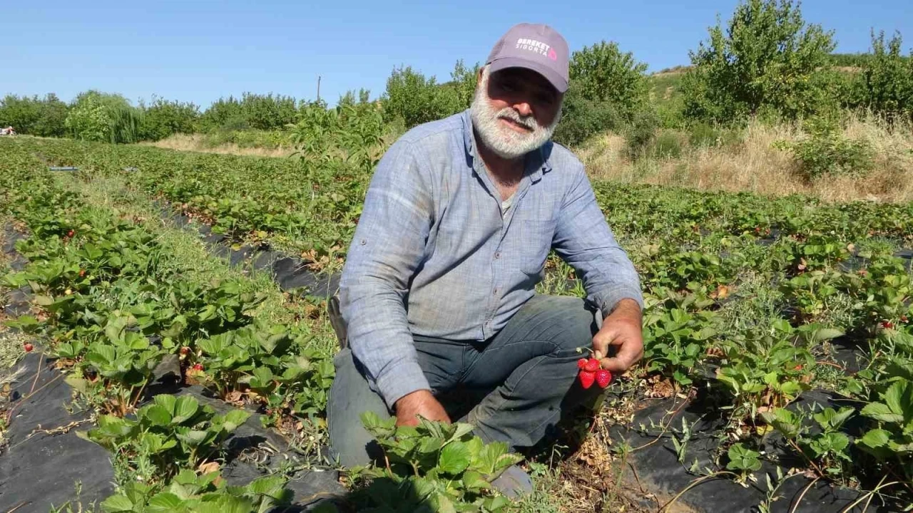 Malatya’da çilek hasadı yüzleri güldürüyor
