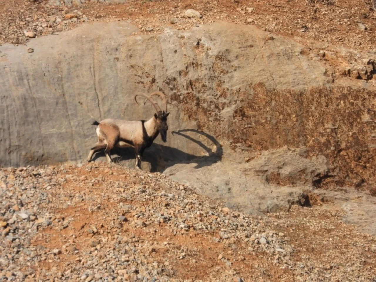 Malatya’da dağ keçileri görüntülendi
