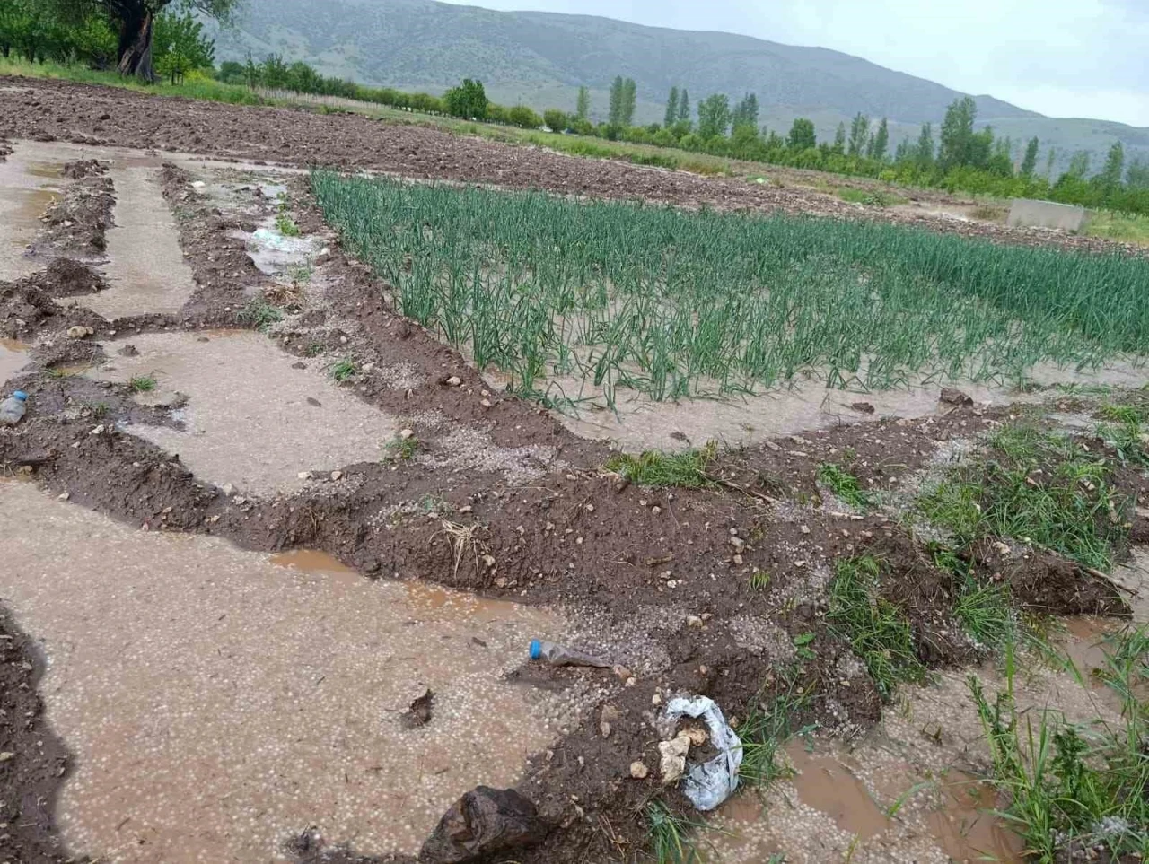 Malatya&rsquo;da dolu yağışı tarım arazilerini sular altında bıraktı
