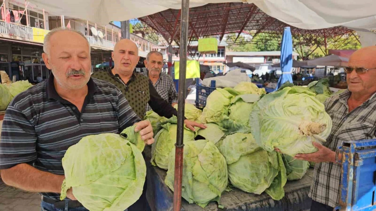 Malatya’da Gökyar lahanasında hasat zamanı

