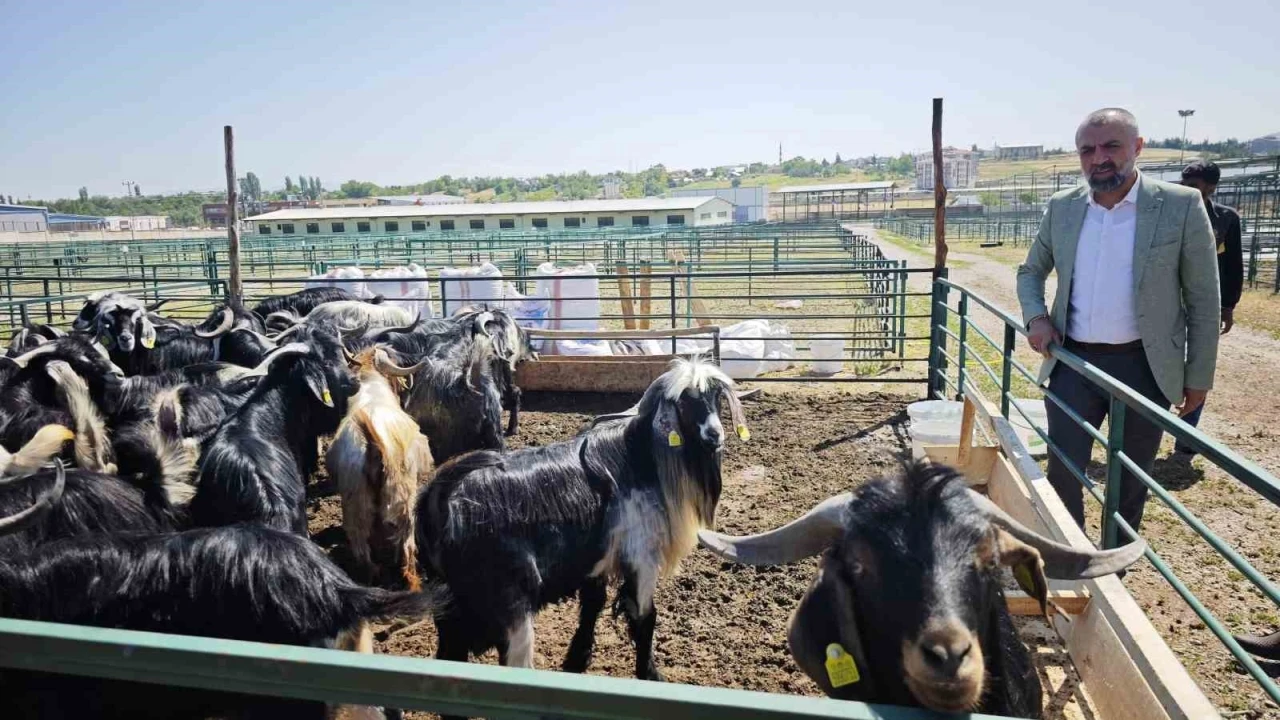 Malatya’da Kurban Pazarı hareketlendi ancak satışlar durgun
