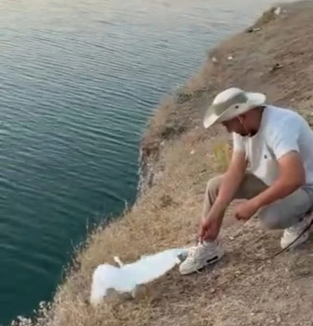 Malatya&rsquo;da oltaya balık yerine martı takıldı
