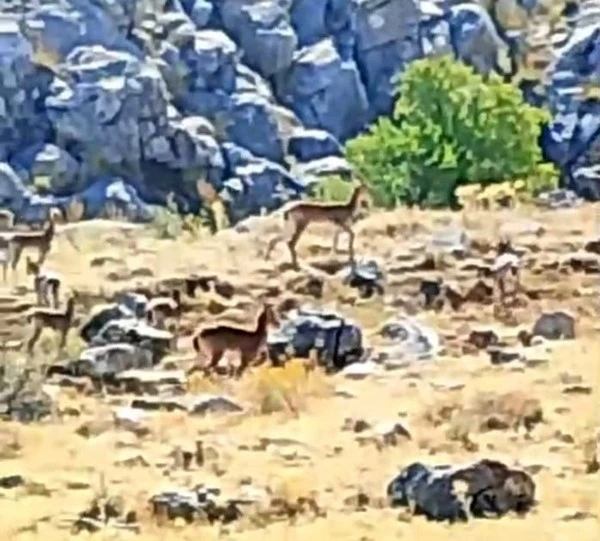 Malatya’da sürü halindeki yaban keçileri görüntülendi

