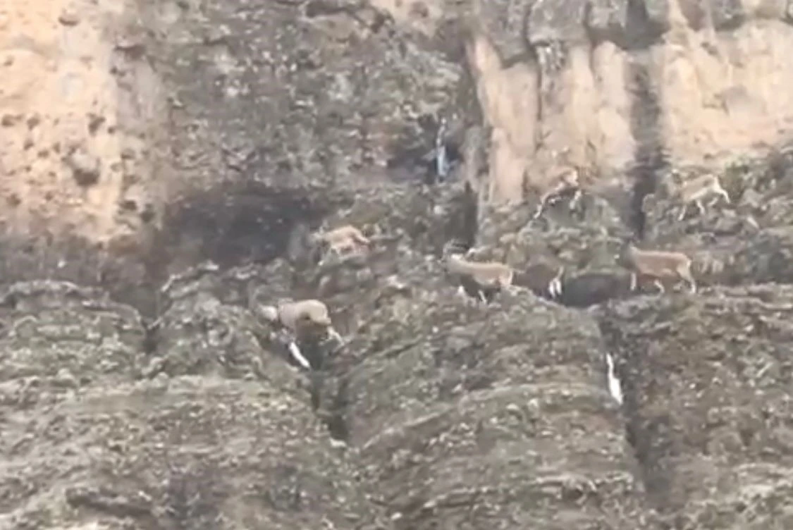 Malatya’da sürü halindeki yaban keçileri görüntülendi