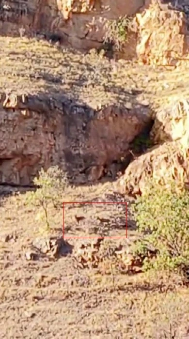 Malatya’da sürü halindeki yaban keçileri görüntülendi
