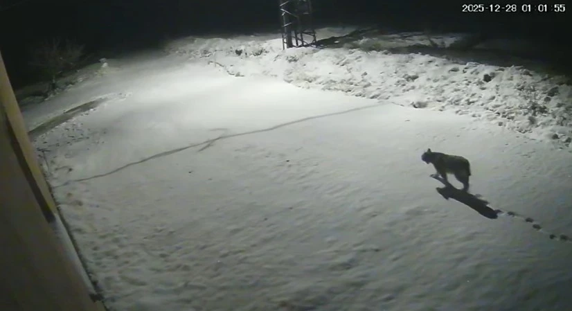 Malatya&rsquo;da &lsquo;vaşak g&ouml;r&uuml;nt&uuml;lendi
