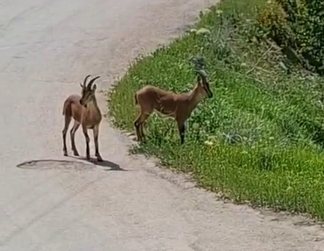 Malatya’da, yaban keçileri kayısı bahçesine indi
