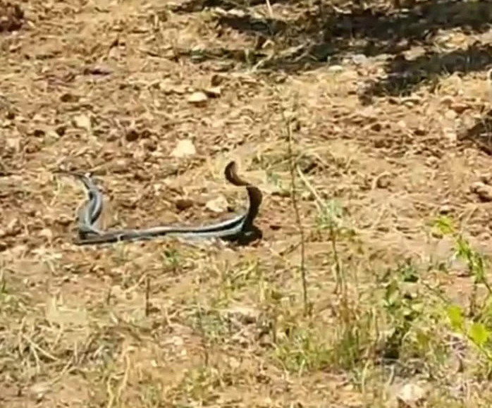 Malatya’da yılanların çiftleşme dansı kamerada
