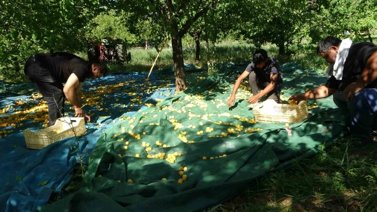 Malatya’da zirai dondan etkilenmeyen bölgelerde kayısı hasadı başladı
