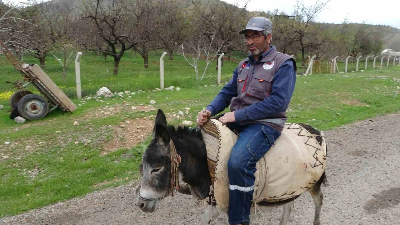 Malatyalı yetiştirici, eşeği Kadife’ye gözü gibi bakıyor
