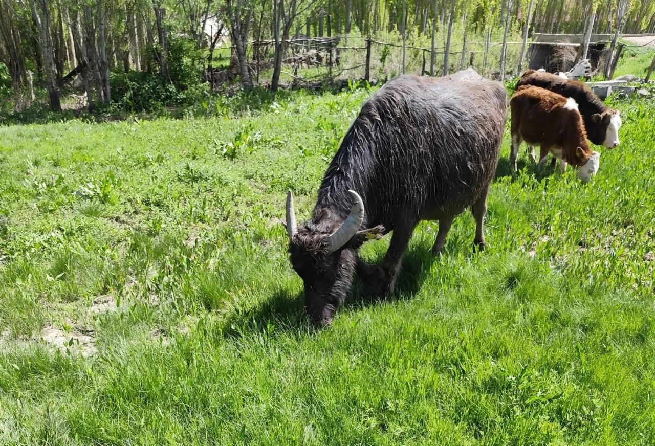 Malazgirt’ten kaçan manda Patnos’ta ortaya çıktı; 50 kilometre yürümüş, Murat Nehri’ni geçmiş
