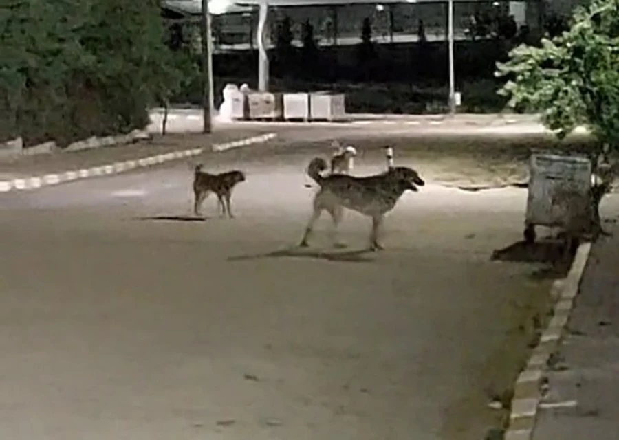 Malkara OSB’de gece saatlerinde toplanan köpekler tedirginliğe neden oluyor
