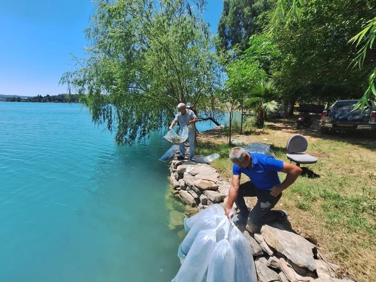 Manavgat&rsquo;ta 400 bin balık yavrusu baraj g&ouml;l&uuml;nde bırakıldı
