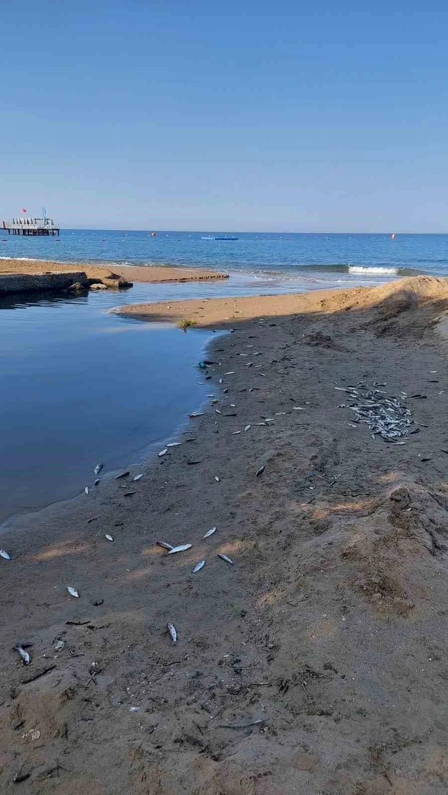 Manavgat’ta balık ölümleri alarm verdi, kimyasal kirlilik inceleniyor
