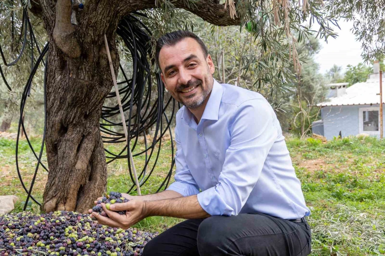 Manavgat Zeytin ve Zeytinyağı Festivali’nin ikincisi 8 Kasım’da başlıyor
