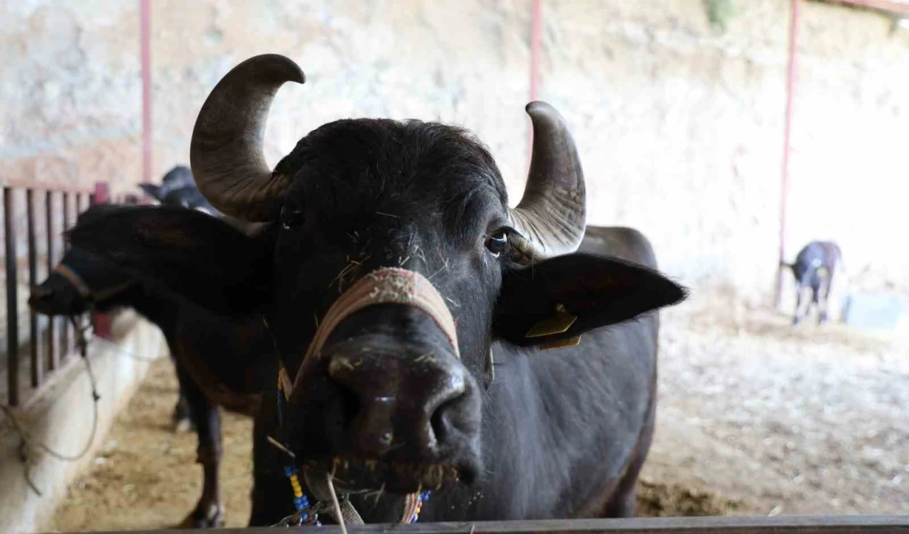 Mandadan gelen altın lezzet
